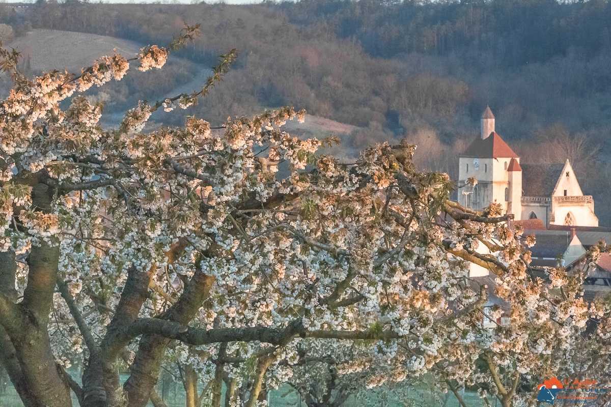 Les cerisiers en fleurs dans la vallée à Jussy dans l'Yonne