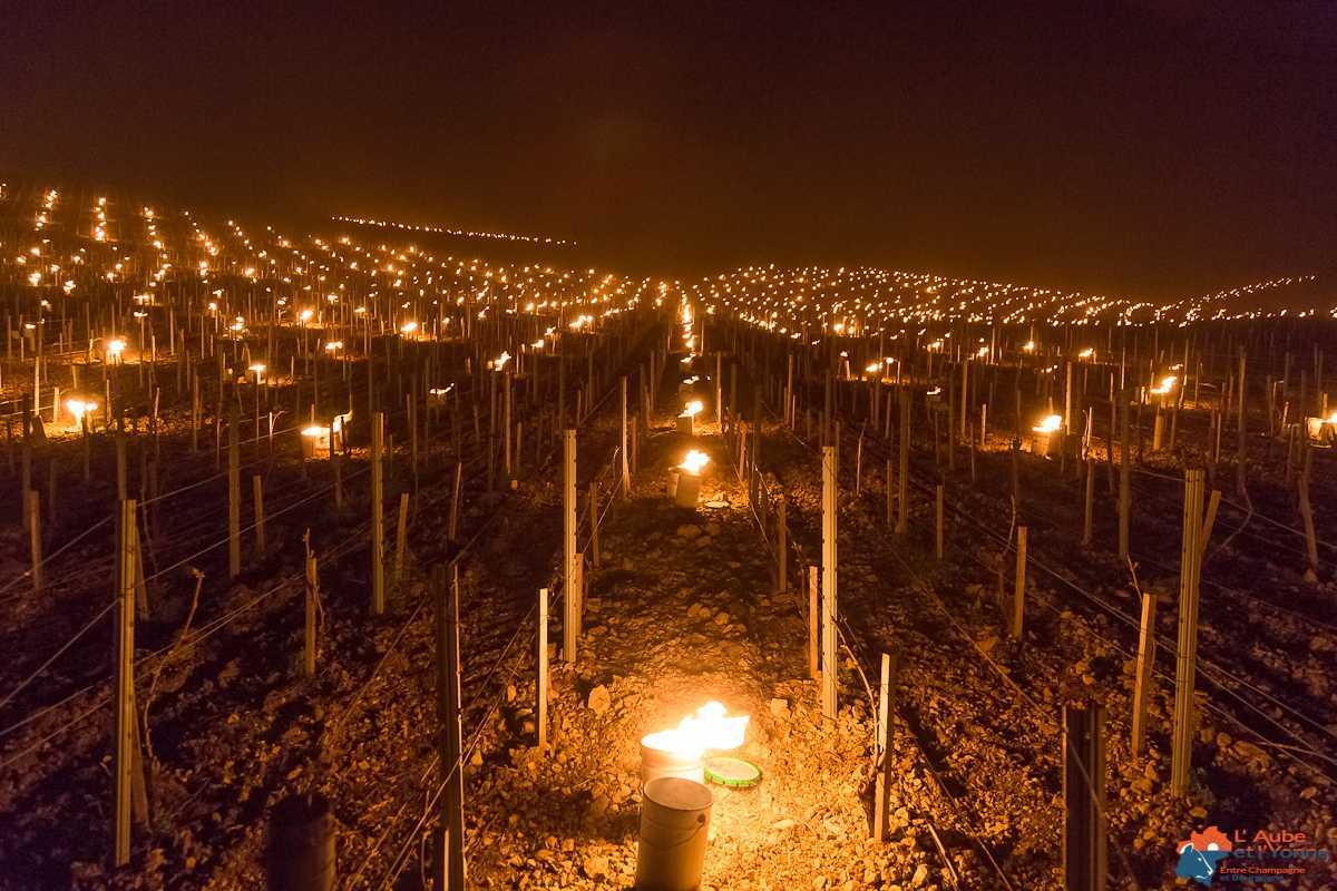 Les bougies dans les vignes en chablisien